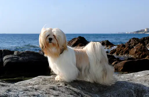 Lhasa Apso dog breeder In India