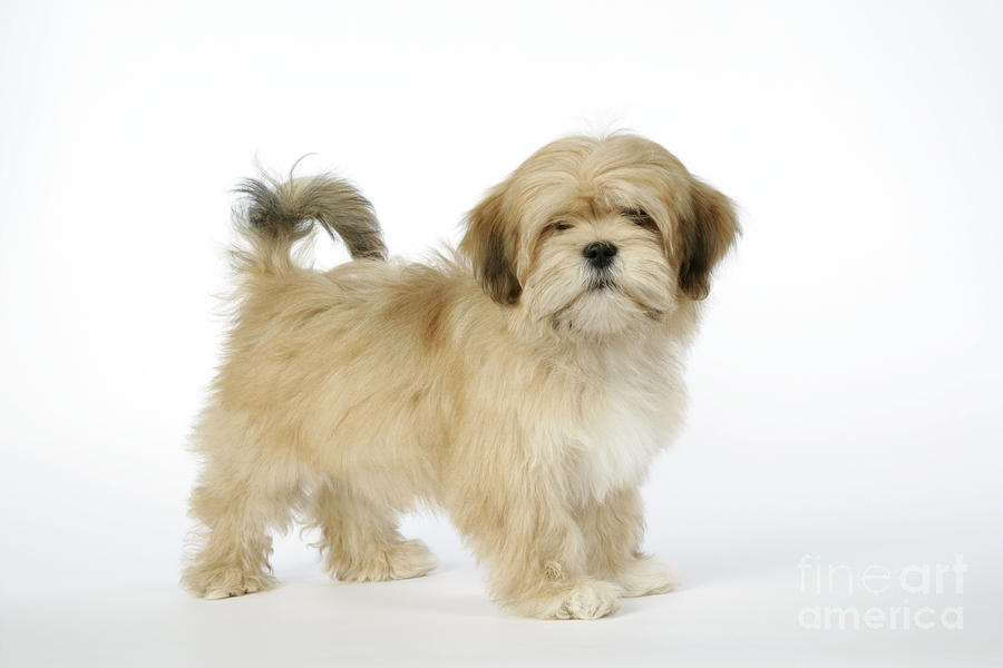 lhasa apso dog breeder in pune