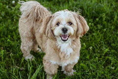 Lhasa Apso dog for sale In India