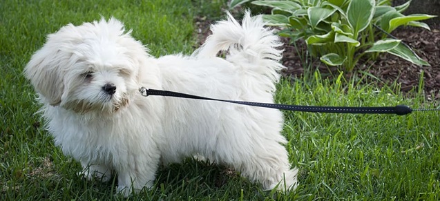 lhasa apso dog price in India