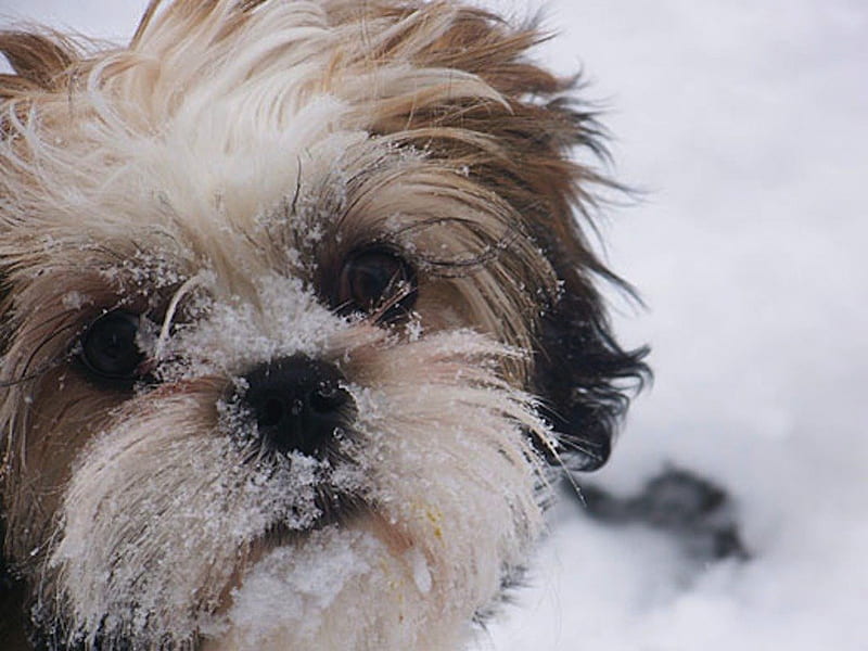 Lhasa Apso puppy price in ahmedabad