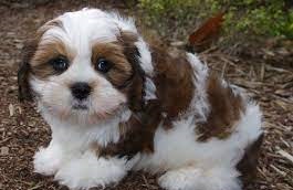 Frequently Asked Question About Lhasa Apso In India