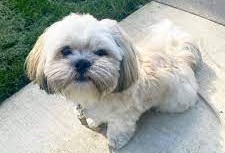 Age-wise food and care of Lhasa Apso in India