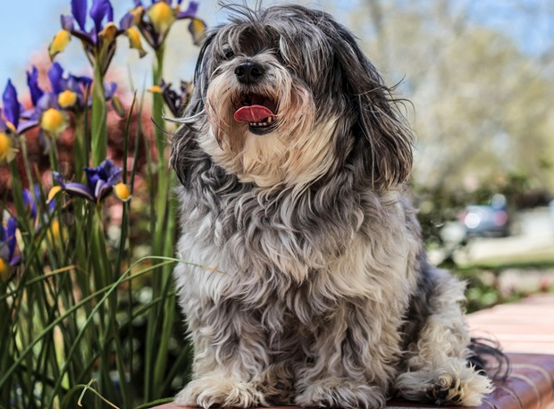 Lhasa Apso online purchase in Goa