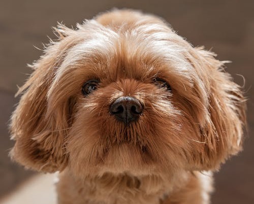 Buy Lhasa Apso puppies online in Goa