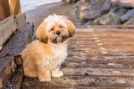 Lhasa Apso male puppy price in Goa