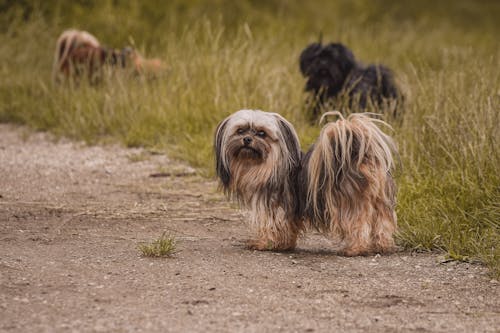 Lhasa Apso petshop In India