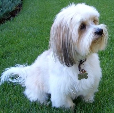 Lhasa Apso price In India