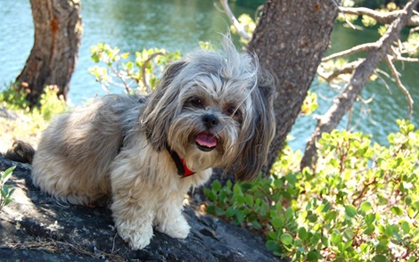 Lhasa Apso puppy price In India