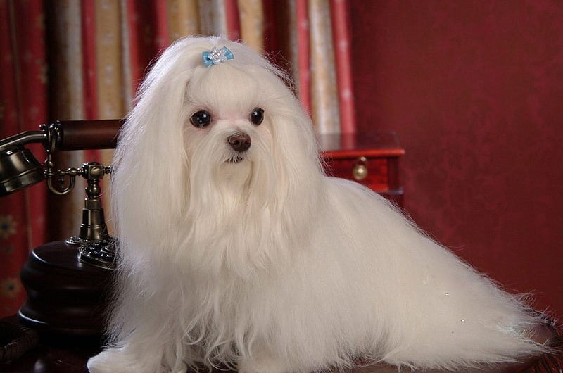 Maltese dog breeder In India