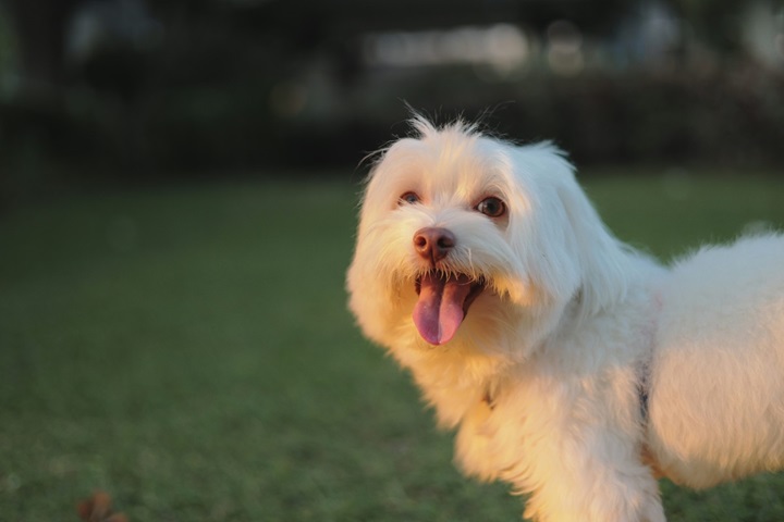 Maltese male puppy price in Goa