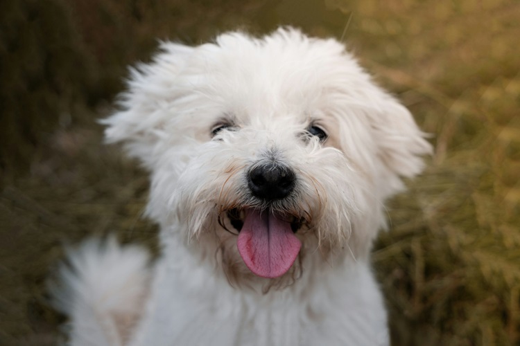 Buy Maltese puppies online in Goa