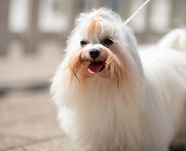 Maltese male puppy price in Kolkata