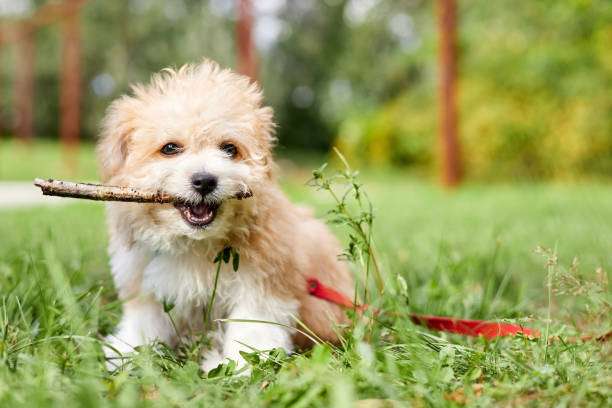 Maltipoo-puppy-sweet