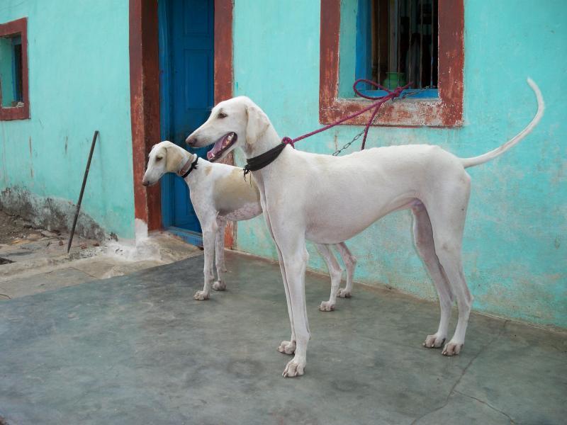 Mudhol Hound dog adoption In India