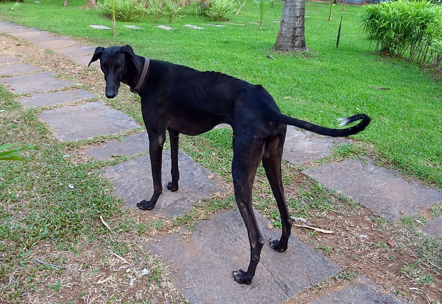 Mudhol Hound male price In India