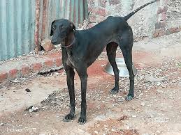 Mudhol Hound puppy price In India