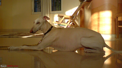 Mudhol Hound Puppy Price In India