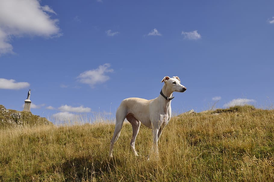 Mudhol Hound dog price In India