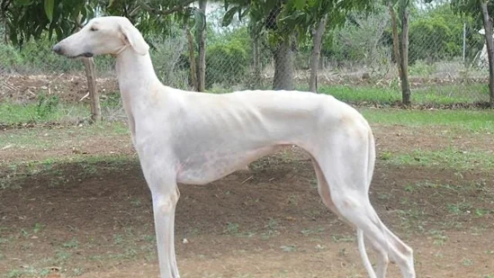 Mudhol Hound for sale In India