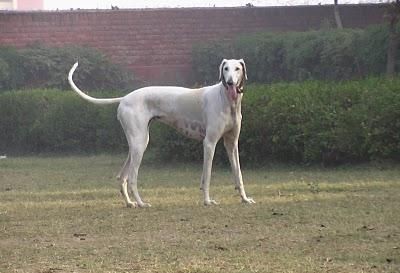 Mudhol Hound dog price in India