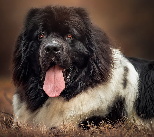 Newfoundland dog price In India