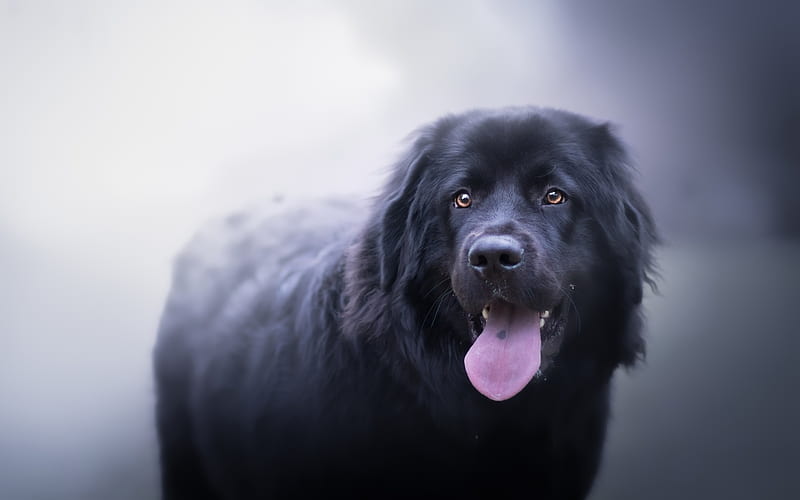 Newfoundland male Puppy Price In india