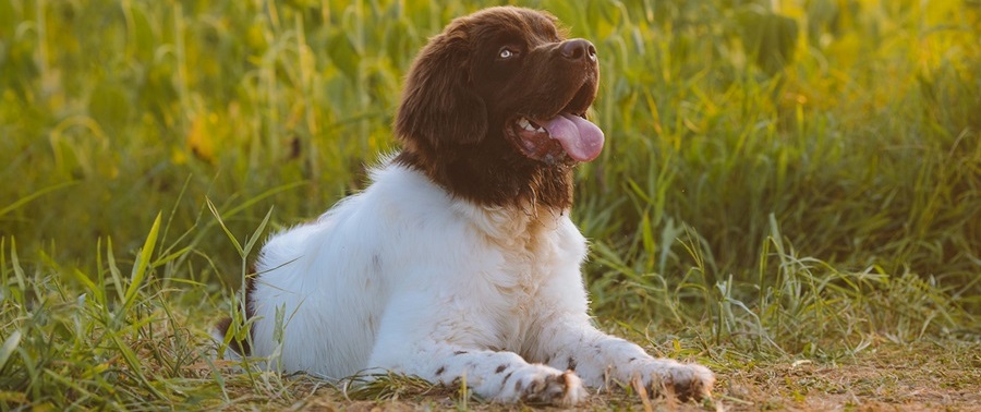 Newfoundland puppy for sale In India