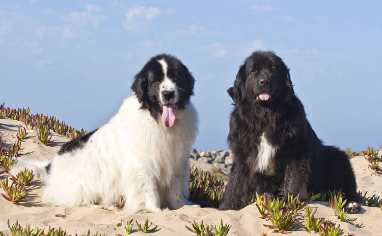 Newfoundland dog kennel In india