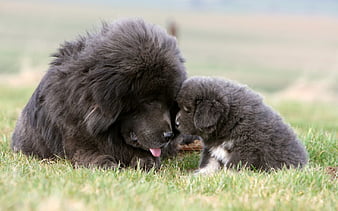 Newfoundland puppy price In India