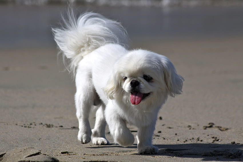 Pekingese dog price In India