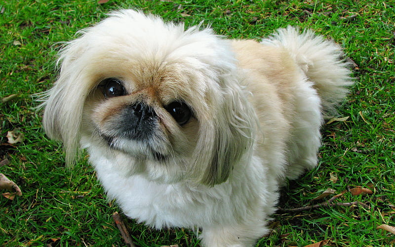 Pekingese dog kennel In india