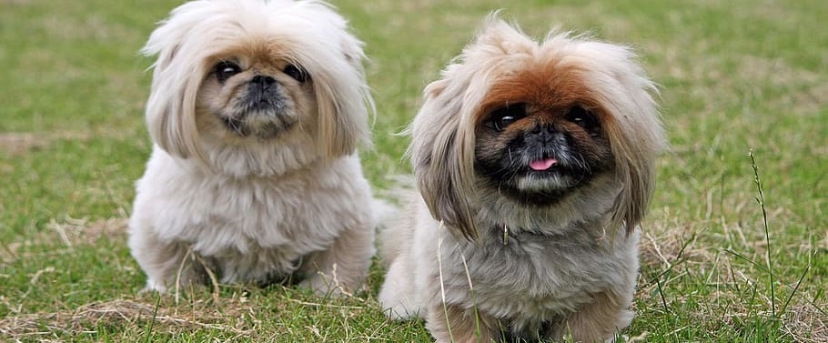 Pekingese puppy for sale In India