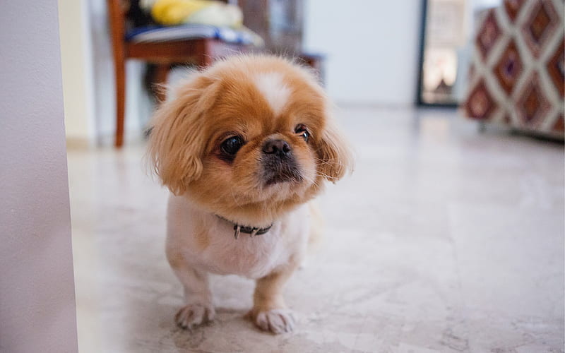 Pekingese puppy price In India