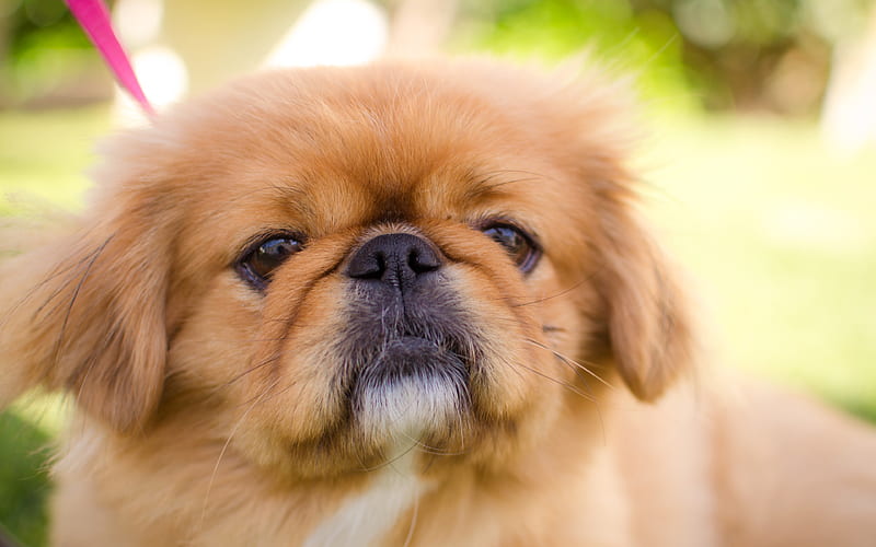 Pekingese male Puppy Price In india