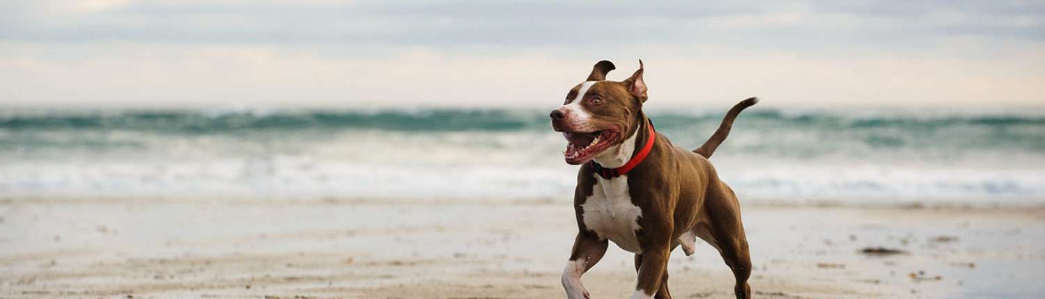 Top Quality Pitbull Dog Puppy Price In Mumbai