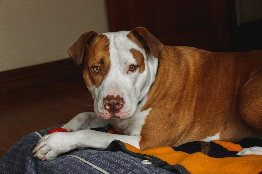 Pitbull male puppy price in Kolkata