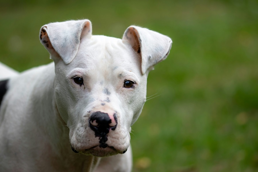 Buy Pitbull puppies online in Kolkata