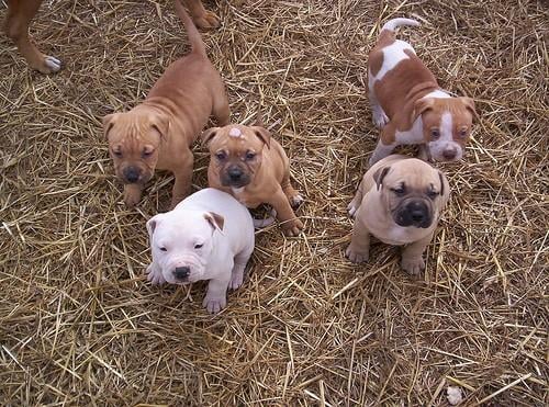 Pitbull male puppy price in India