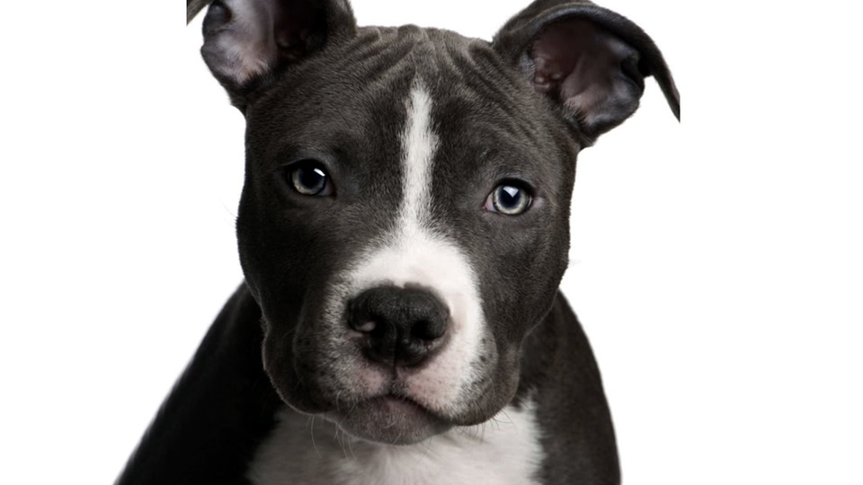 Pitbull puppy price In Pune