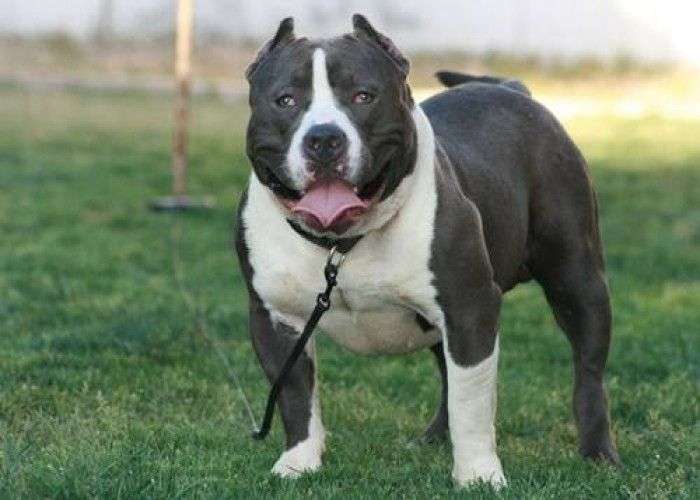 Pitbull Puppy Price In Pune Pitbull Puppies For Sale In Pune Pit 