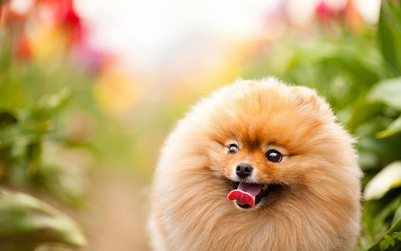 Pomeranian Puppy Price in India Pomeranian Dog Price Premium Pet House