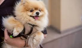 Benefits of getting Pomeranian in india