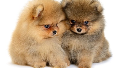 Why Purchase Pomeranian from a Reputable Dog Breeder in India