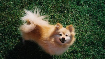 Interesting Facts About Pomeranians