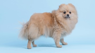 Frequently Asked Question About Pomeranian In India