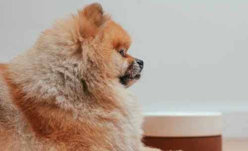 Age-wise food and care of Pomeranian in India