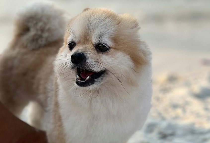 Buy Pomeranian puppies online in Goa