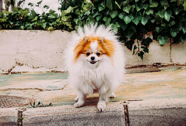 Pomeranian male puppy price in Goa