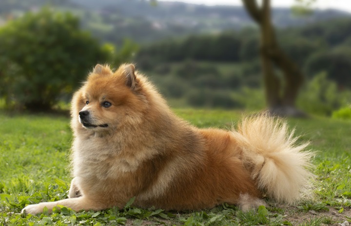 Pomeranian online purchase in Goa